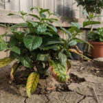 découvrez les raisons pour lesquelles votre jasmin ne fleurit pas et apprenez les astuces pour favoriser sa floraison et obtenir de magnifiques fleurs parfumées.