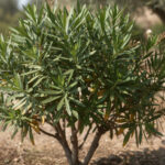 découvrez les raisons pour lesquelles votre laurier rose ne fleurit pas et apprenez les astuces pour favoriser sa floraison avec nos conseils d'entretien adaptés.