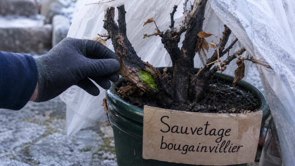 Bougainvillier gelé : tiges noircies et feuilles brunes, diagnostic et sauvetage