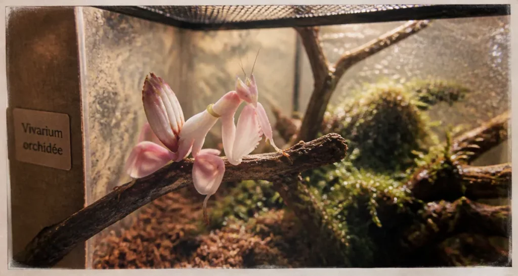 Mante orchidee dans vivarium, humidité élevée 80%