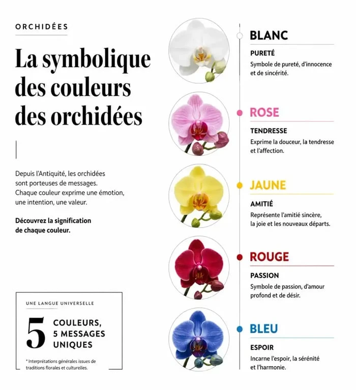 Signification des couleurs des orchidées pour offrir une orchidée sans porter malheur