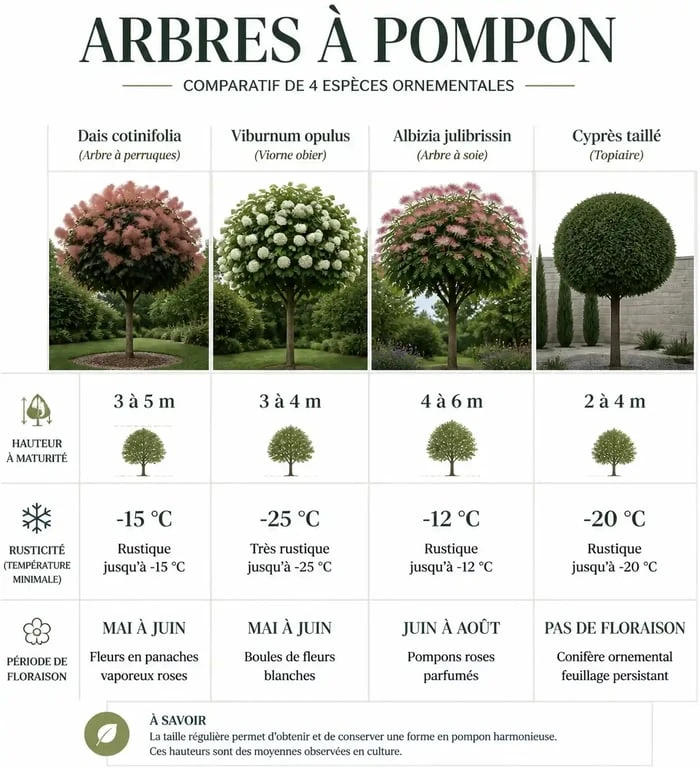 Tableau comparatif des caractéristiques des principaux arbres à pompon pour le jardin