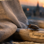 Punaise marron dans la maison : signification et identification sur rideau