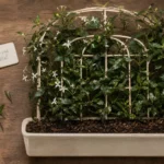 Brise vue plante : grimpante persistante sur treillis pour vis-à-vis