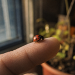 Coccinelle signification chance protection sur une main, photo gros plan