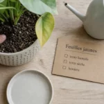 Feuille jaunissent : terre trop humide ou manque de lumière