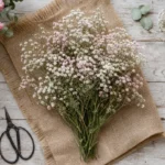 Gypsophile fleur blanche et rose, séchée ou en bouquet