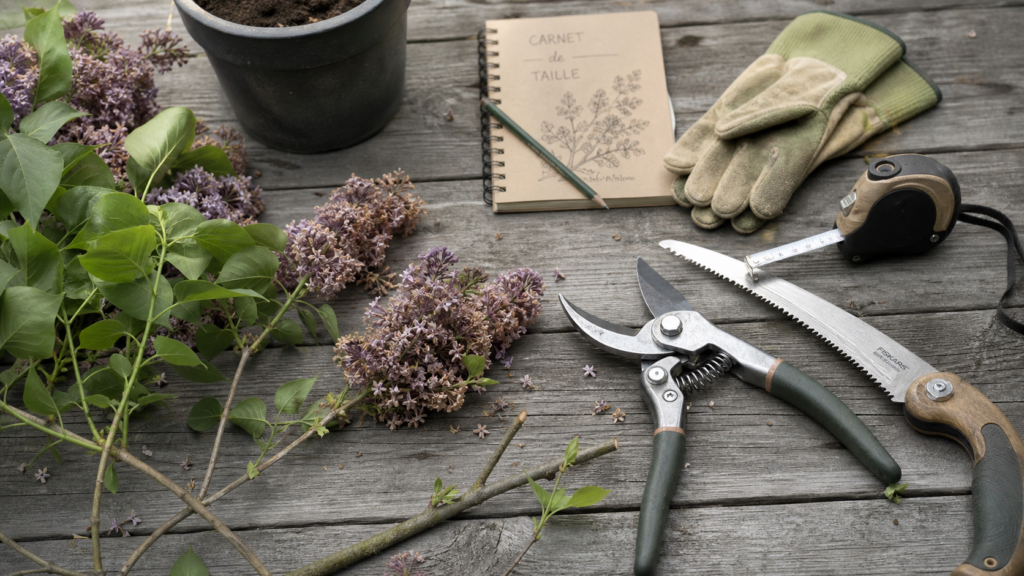 Taille du lilas après floraison : coupes de 1/3 max et sécateur