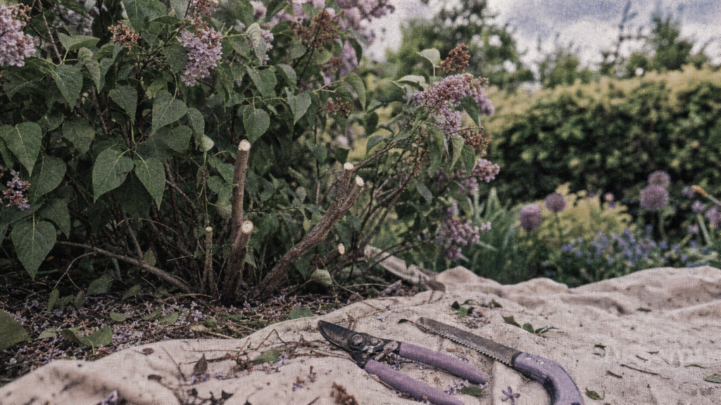 Taille du lilas après floraison : coupe à 1/3 maximum