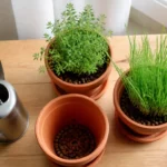 Plantes aromatiques en intérieur : thym et ciboulette en pots en terre cuite drainés