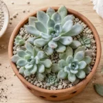 Plantes grasses porcelaine en rosettes, fleurs tachetées, arrosage sans excès