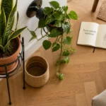 Portes plantes intérieur : support métal noir avec pot terre cuite et sansevieria