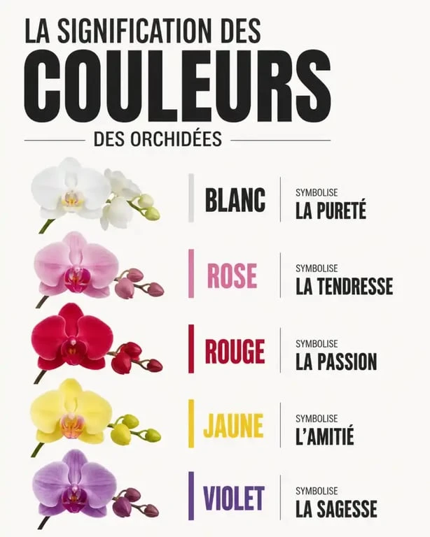 Signification des couleurs des orchidées : guide visuel pour choisir la bonne orchidée selon l'occasion